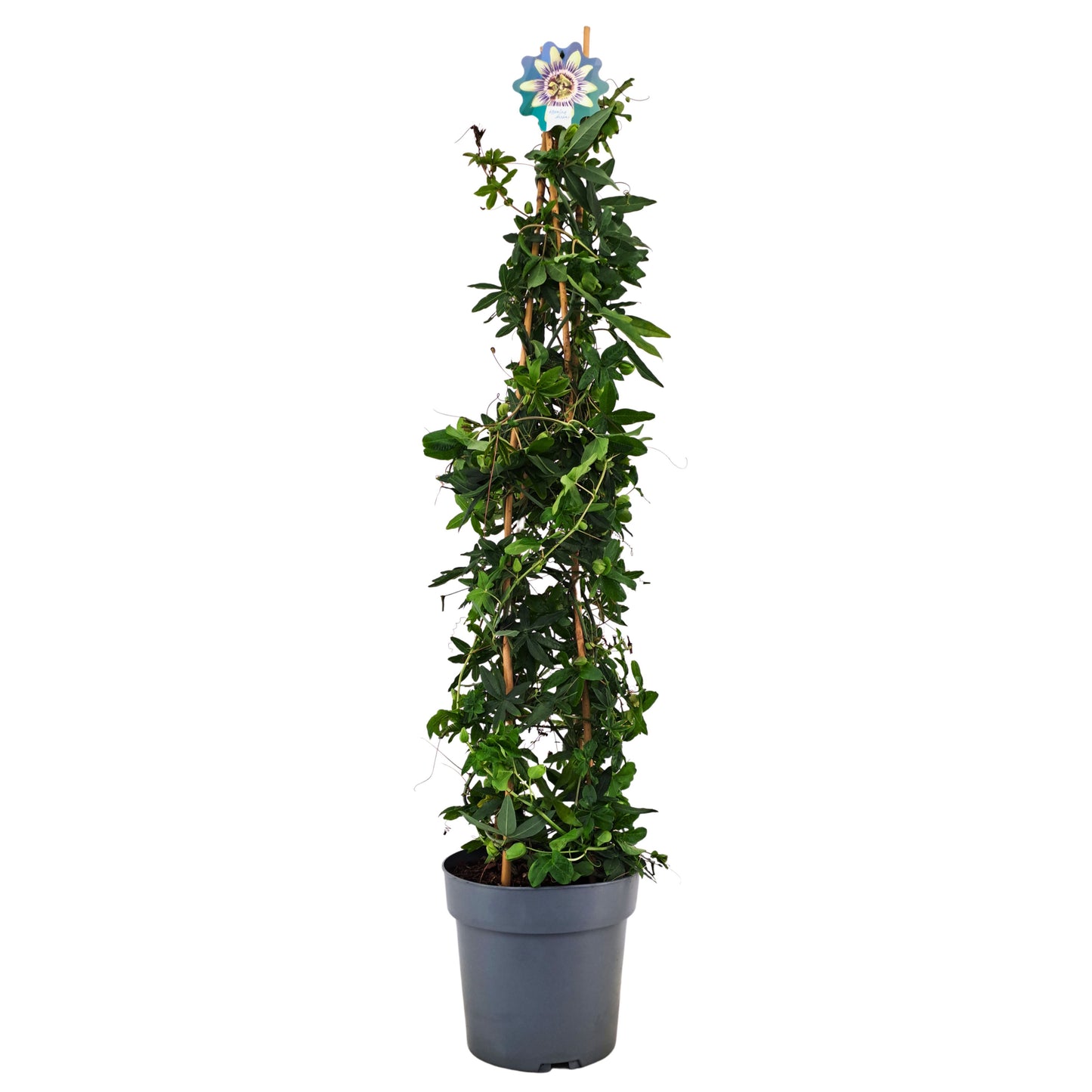 Passiflora caerulea 110cm 21cm Pot
