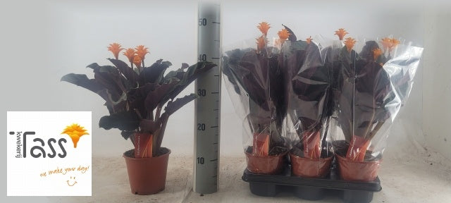 Calathea crocata 45cm 14cm Pot