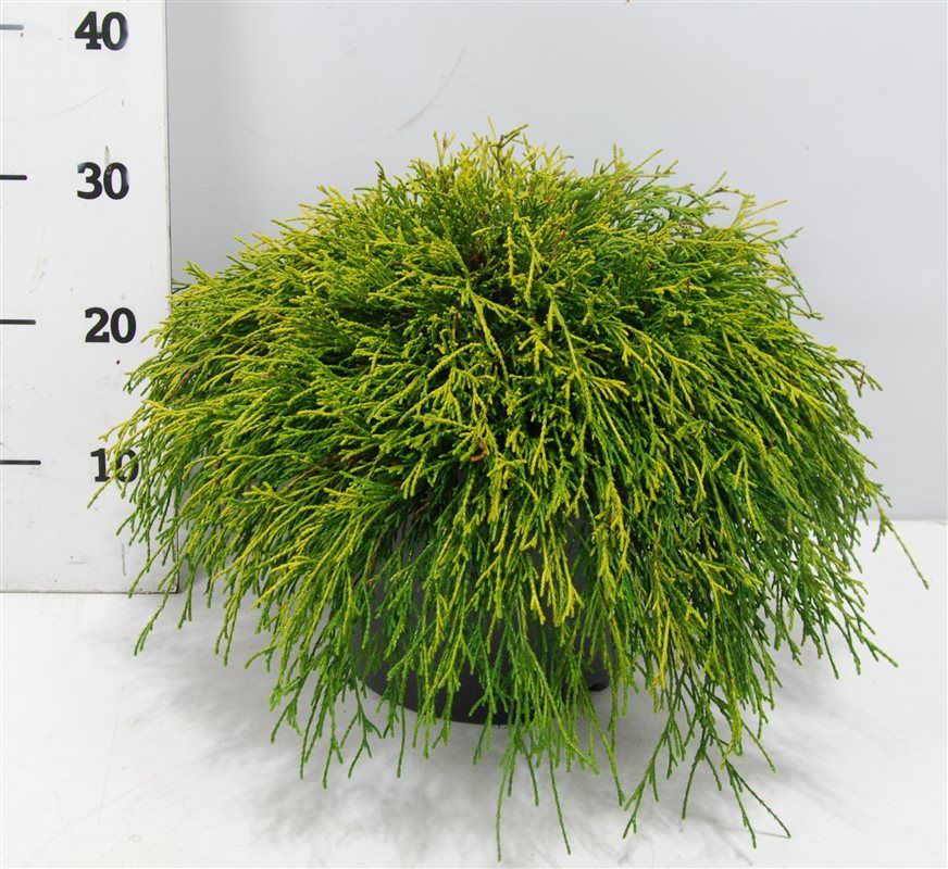Chamaecyparis pis. Sungold 45cm 26cm Pot
