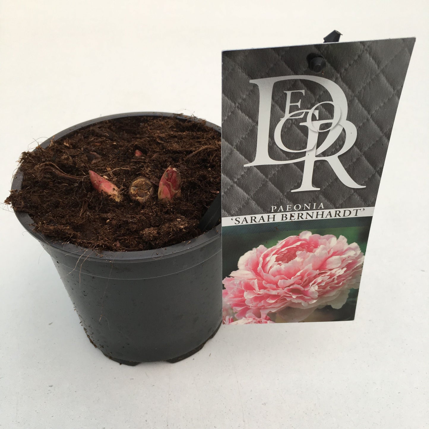 Paeonia lact. Sarah Bernhardt 5cm 12cm Pot