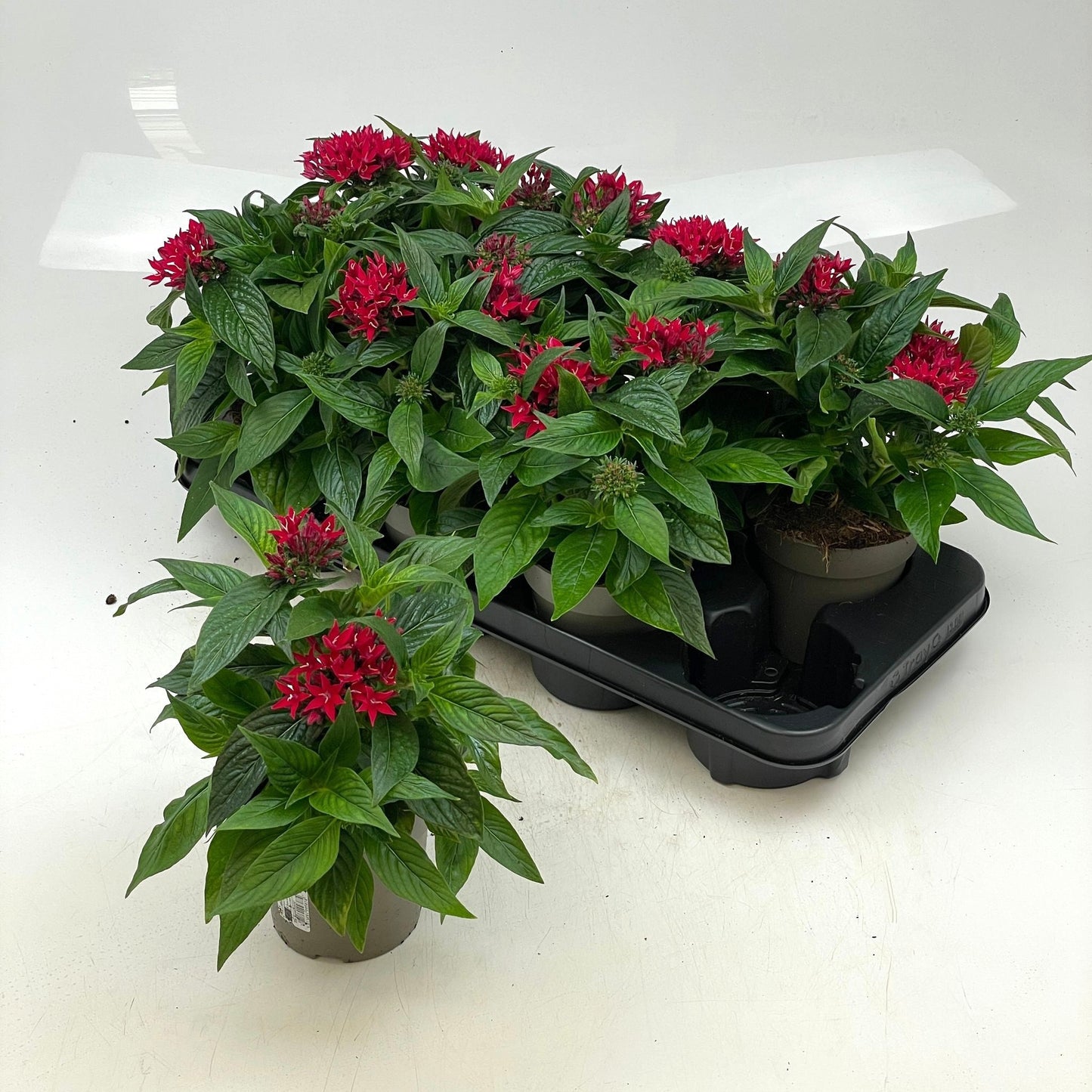 Pentas lan. mix 22cm 12cm Pot