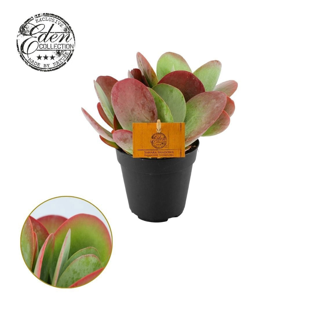 Kalanchoe thyrsiflora 20cm 12cm Pot