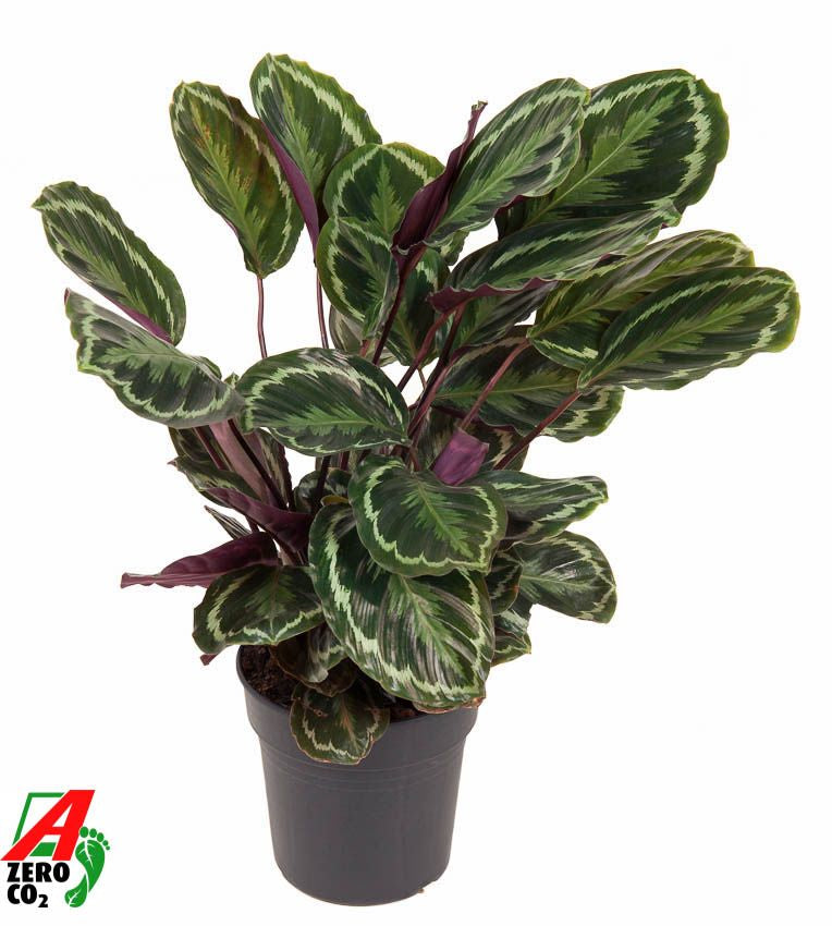 Calathea Medallion 80cm 24cm Pot