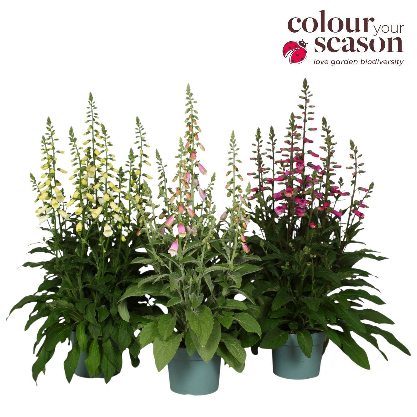 Digitalis Lucas mix 60cm 19cm Pot