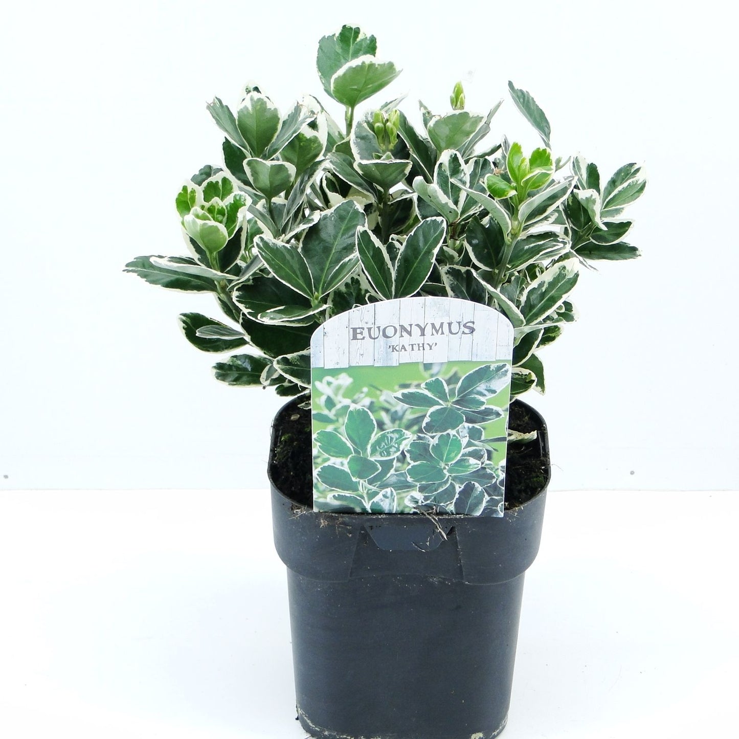 Euonymus Kathy 20cm 17cm Pot