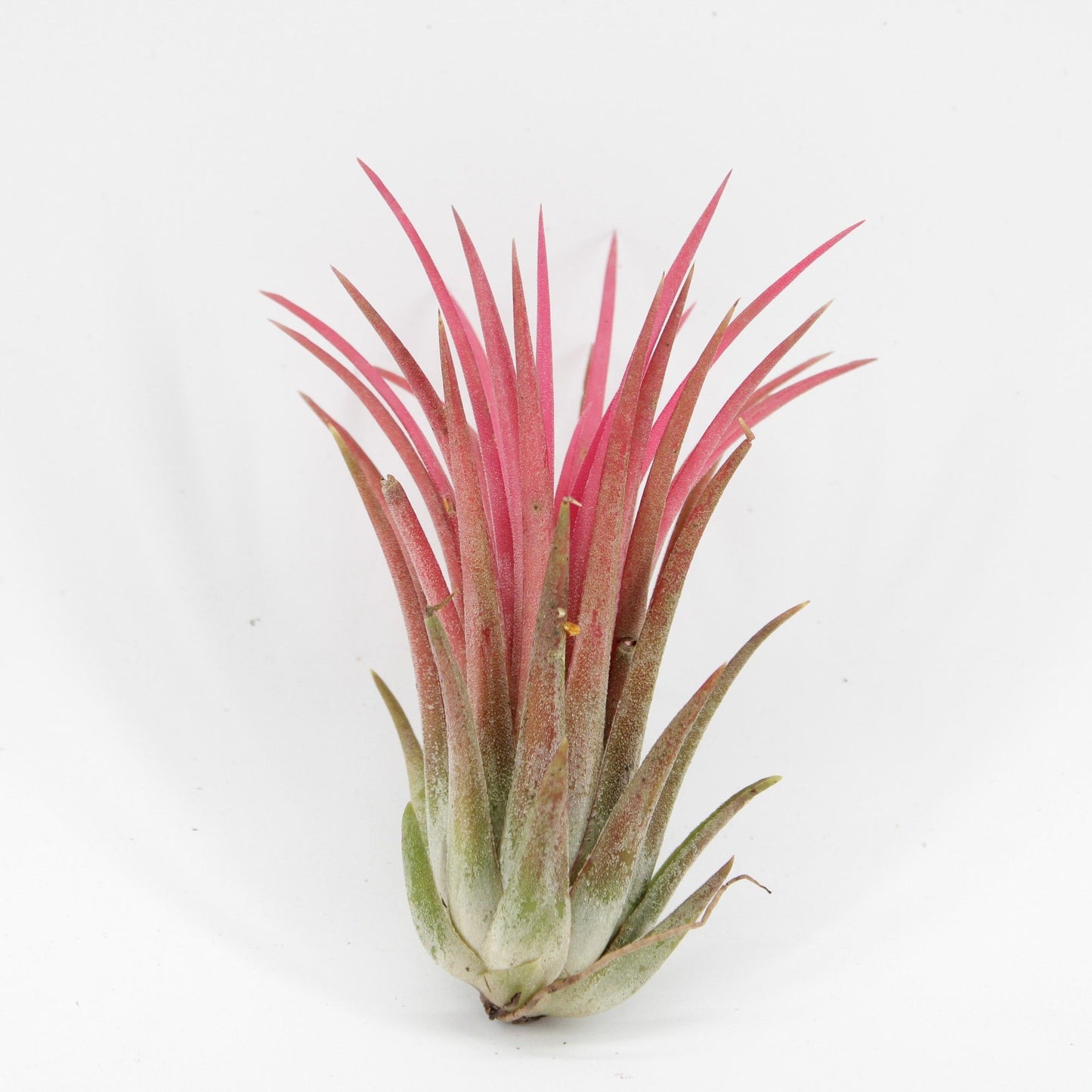 Tillandsia ionantha red 7cm 998cm Pot