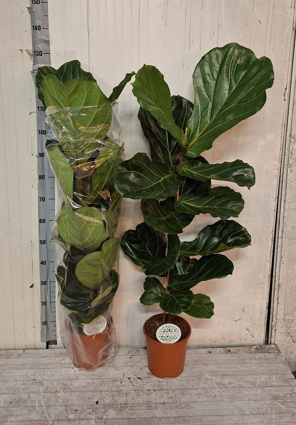 ficus-lyrata-120cm-21cm-pot
