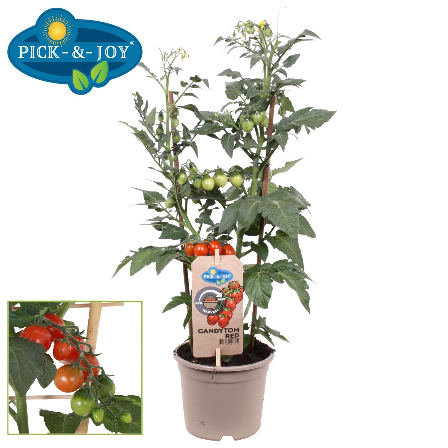 PICK&JOY Candytom red 45cm 14cm Pot