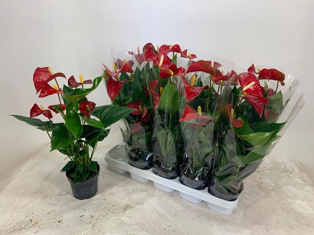 Anthurium Bambino red 45cm 12cm Pot