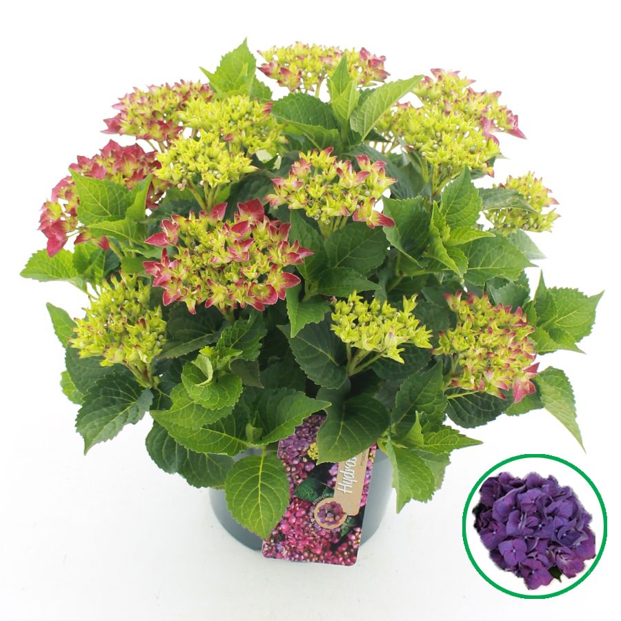 Hydrangea macr. violet 45cm 23cm Pot