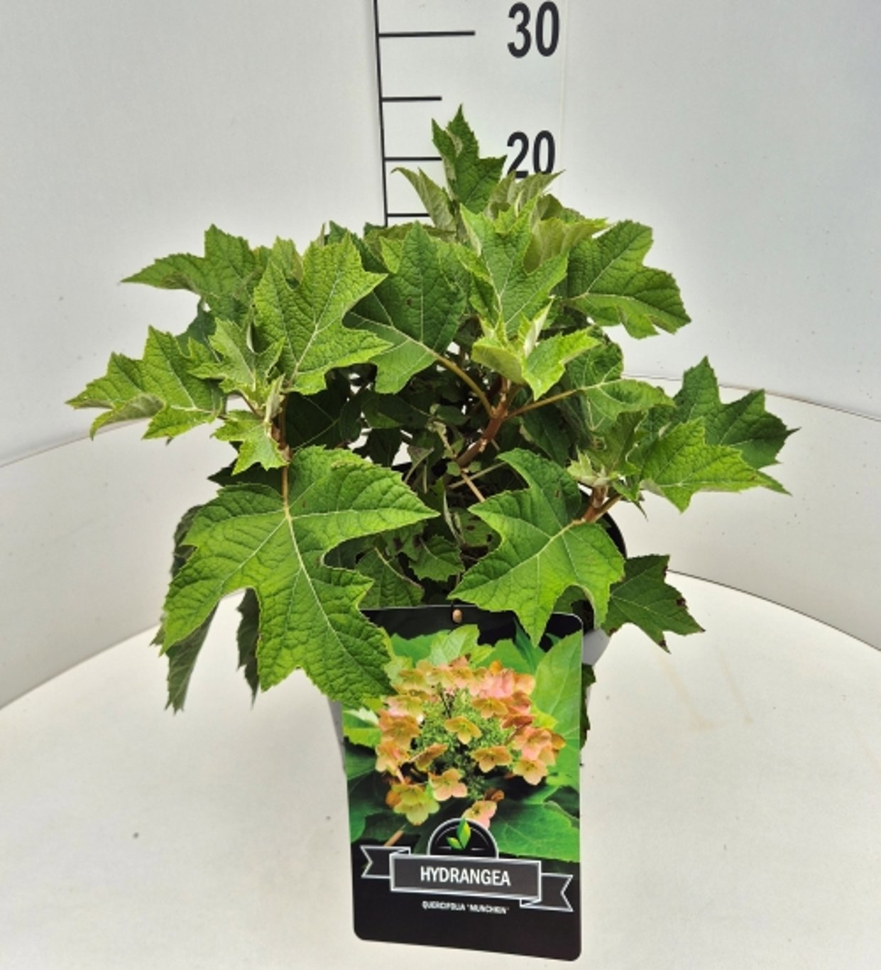 Hydrangea quercifolia 50cm 28cm Pot