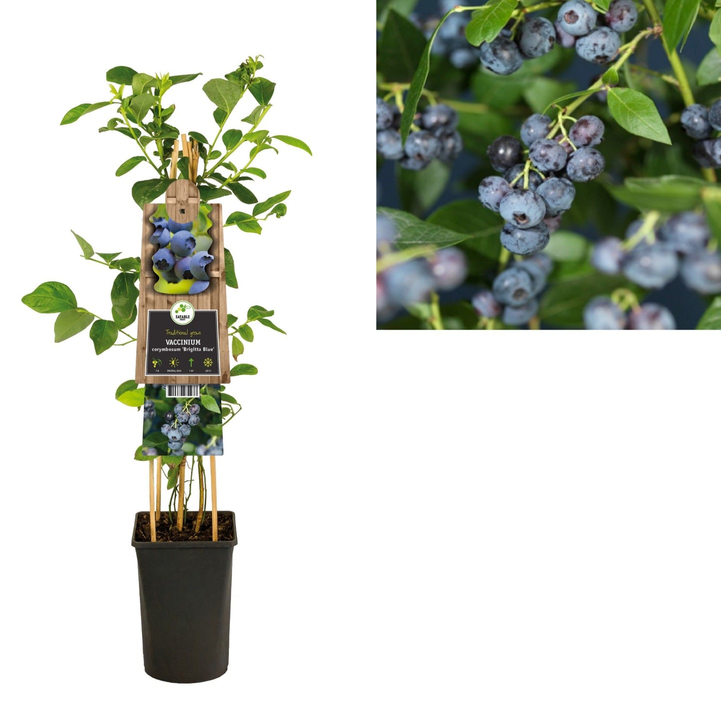 Vaccinium corymbosum ("Blueberry") 75cm 17cm Pot