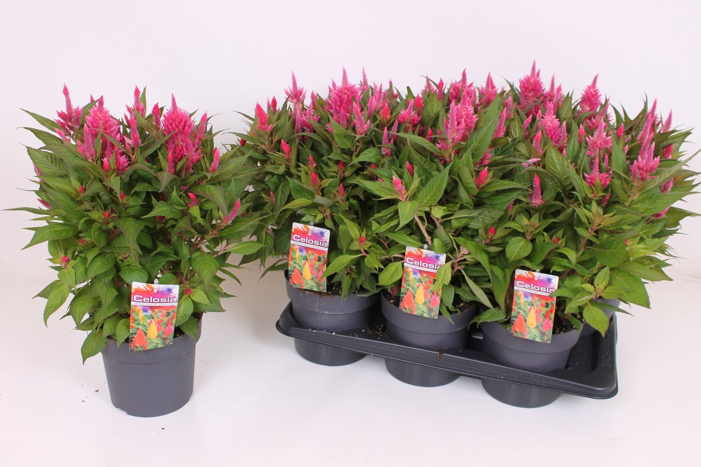 Celosia Kelos Fire Pink 40cm 17cm Pot