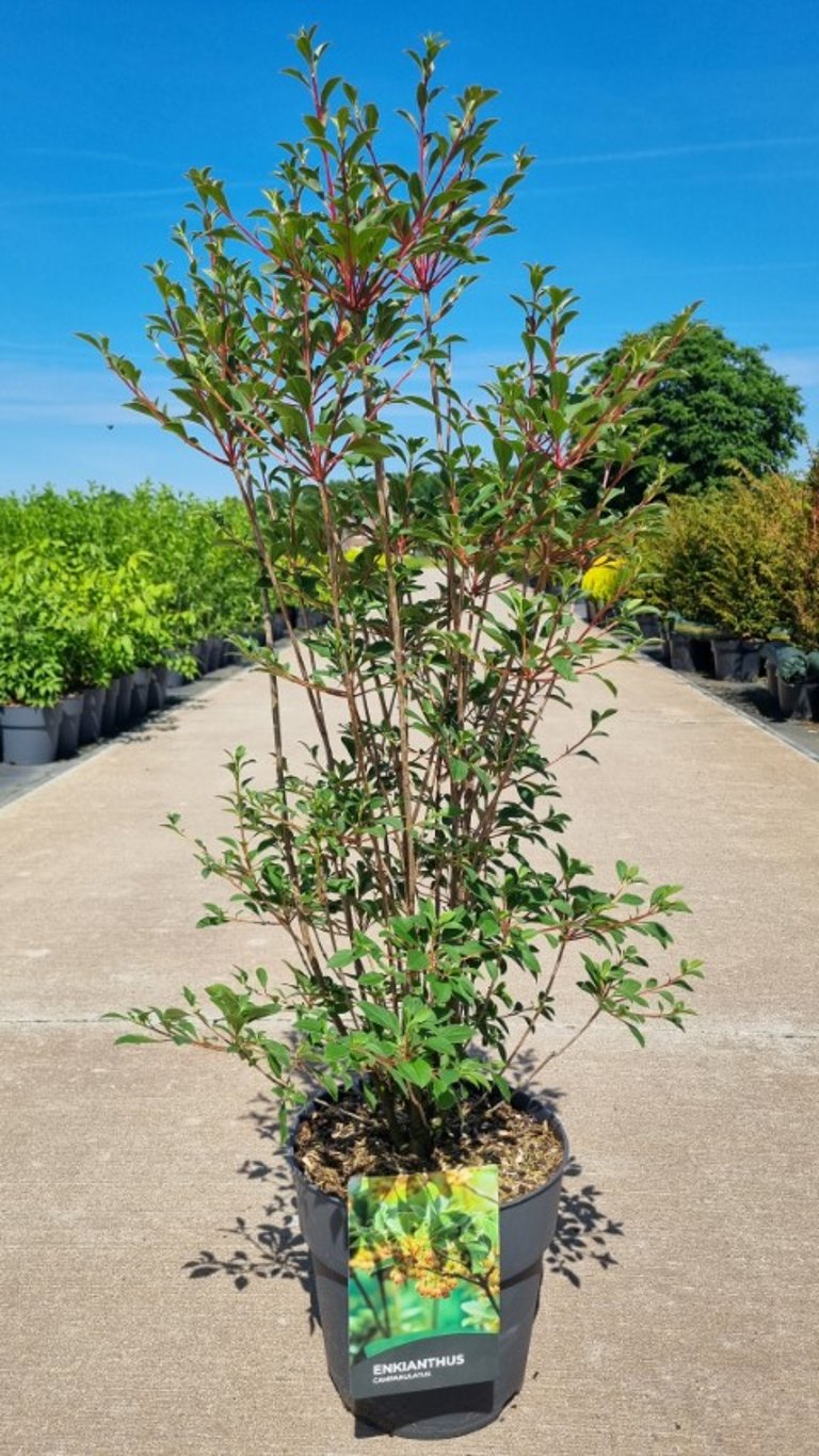 Enkianthus campanulatus 85cm 27cm Pot