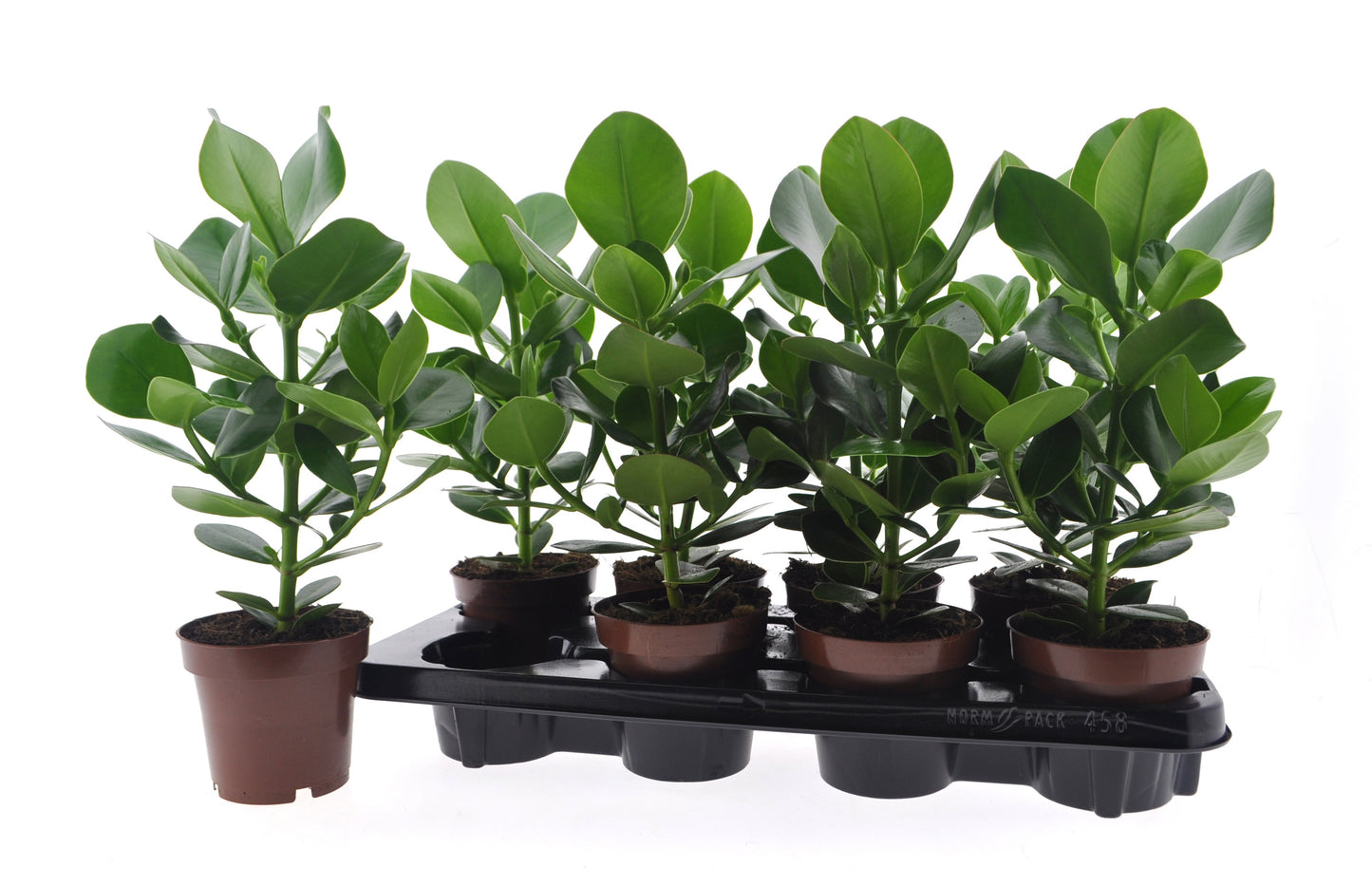 Clusia Princess 40cm 12cm Pot