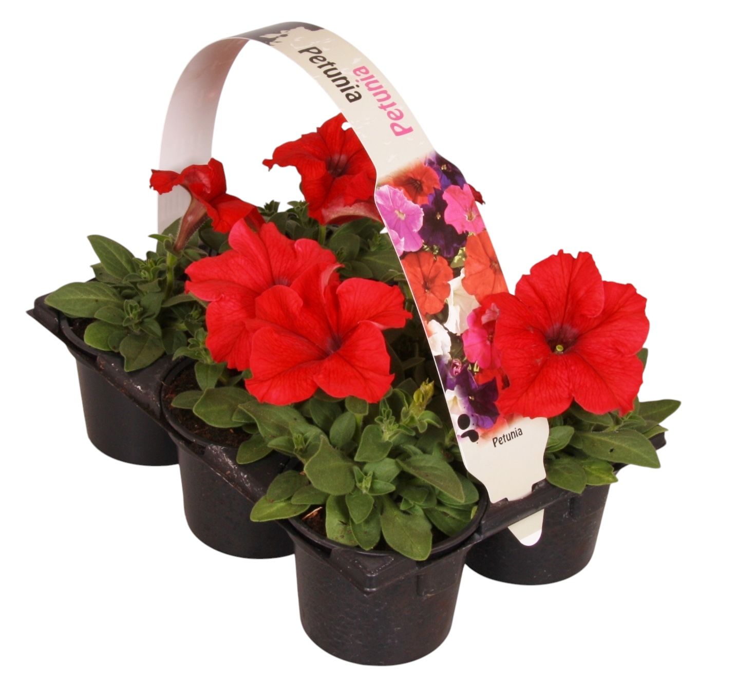 Petunia red 15cm 9cm Pot
