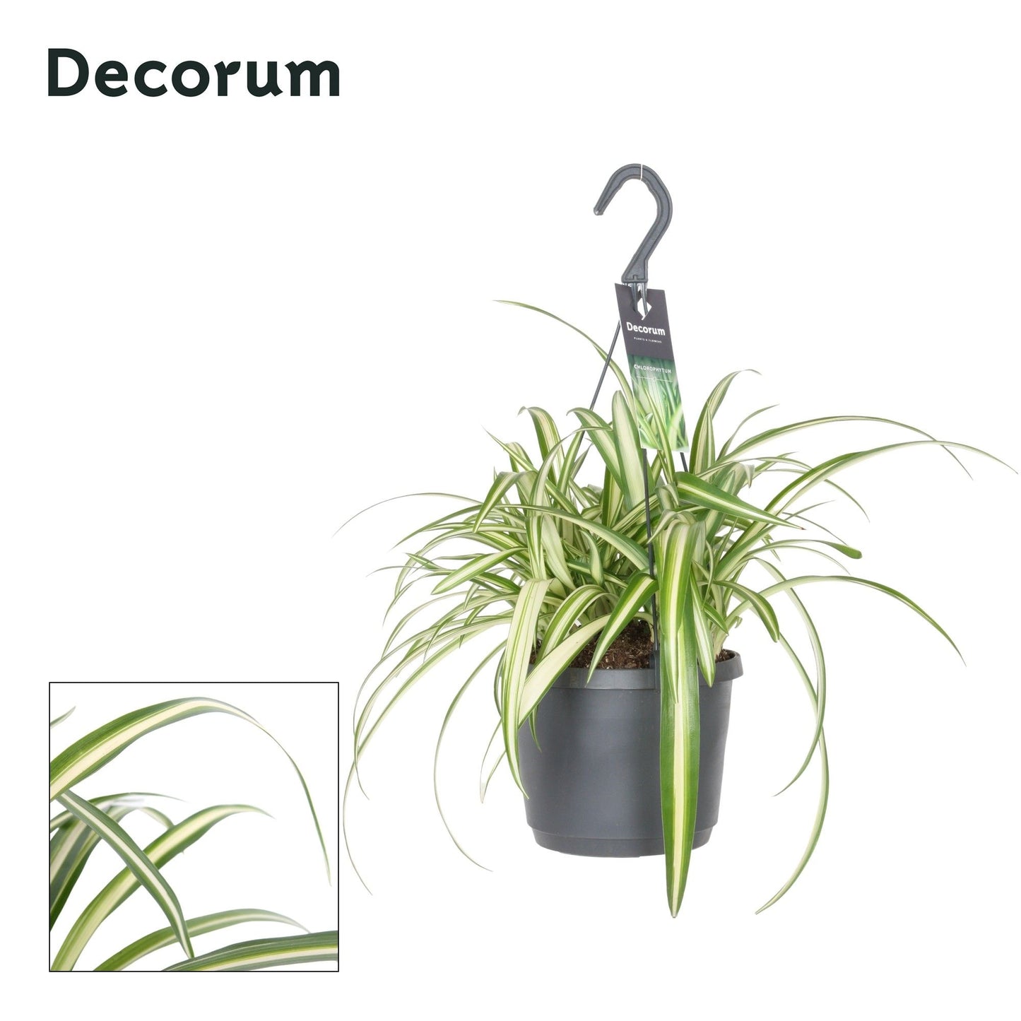 Chlorophytum Variegated 35cm 17cm Pot