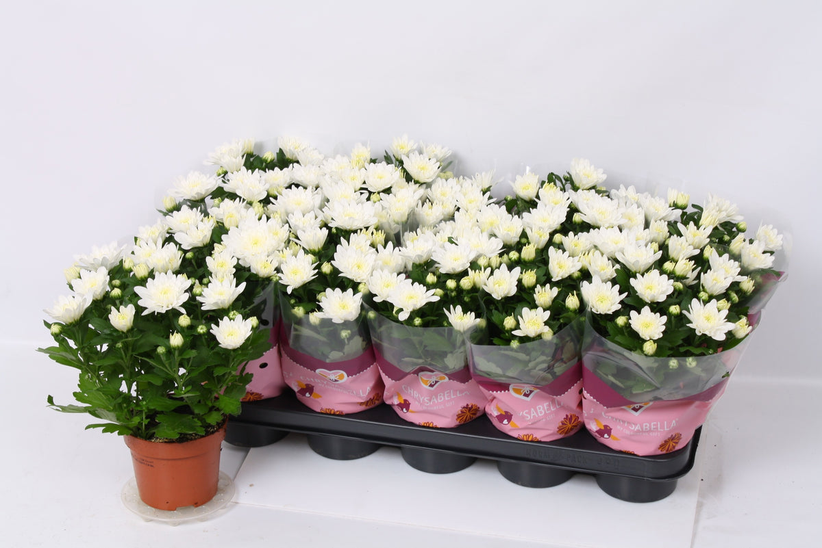 Chrysanthemum Brave 26cm 12cm Pot