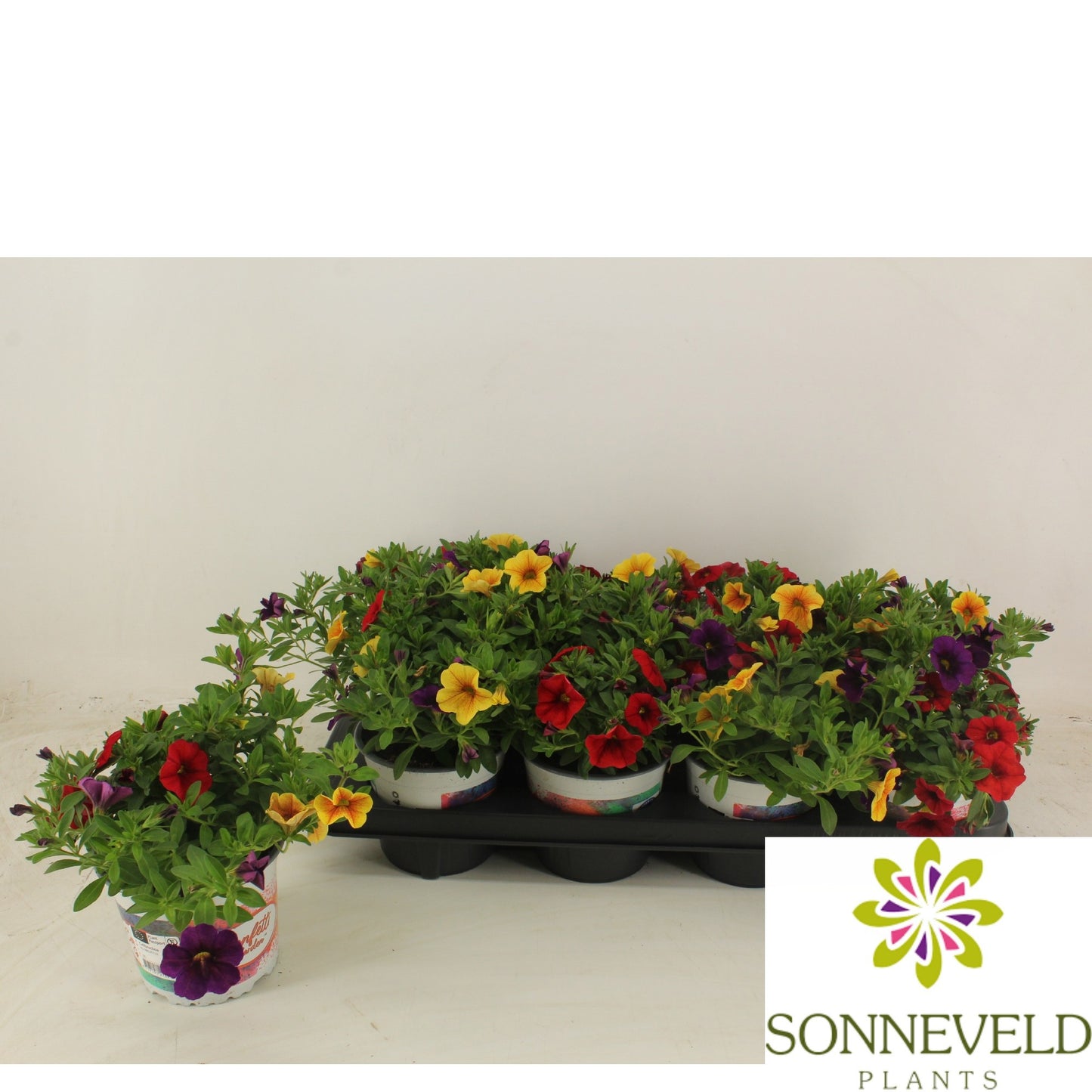 Calibrachoa Confetti Nani Hilo 20cm 13cm Pot