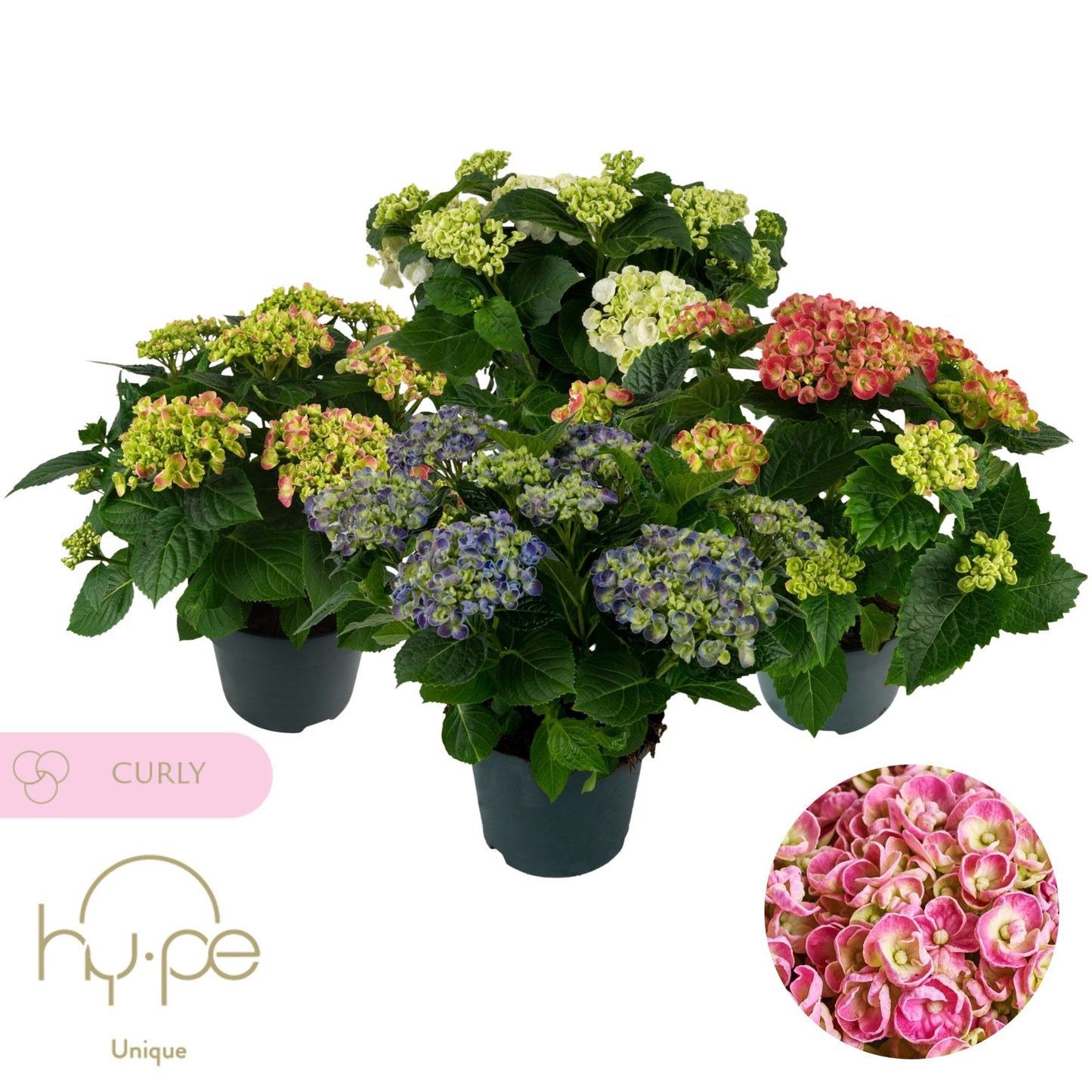 Hydrangea macr. Curly Wurly mix 45cm 23cm Pot