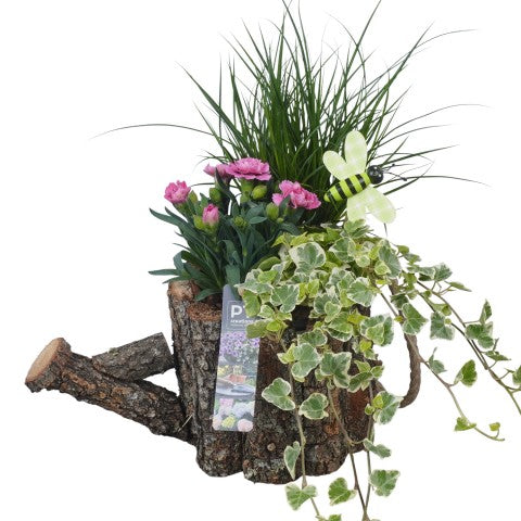 PTPP7051 Arrangementen Perkplanten 36cm 30cm Pot