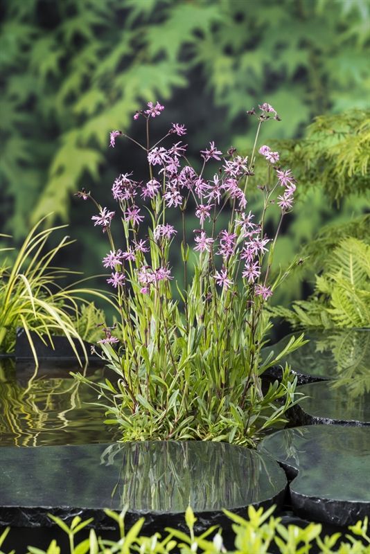 Lychnis flos-cuculi (18 x18) 30cm 18cm Pot