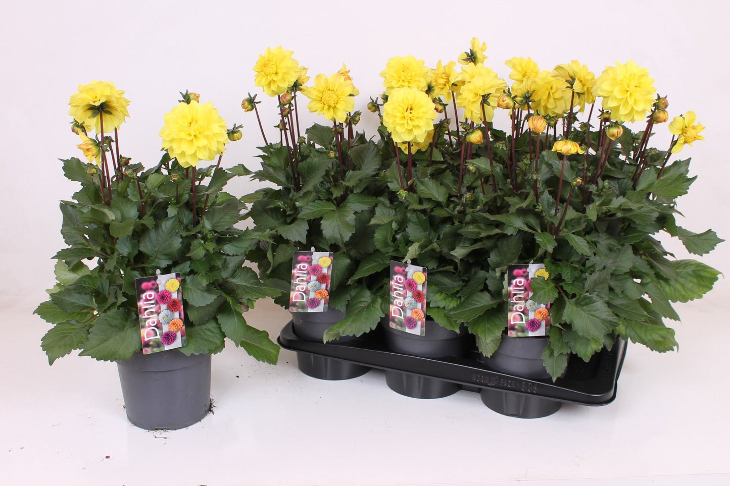 Dahlia Labella Grande Yellow 40cm 17cm Pot