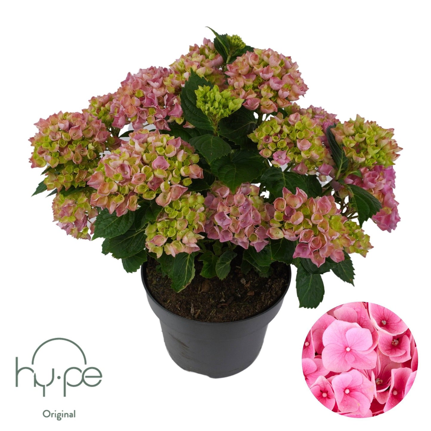 Hydrangea macr. pink 45cm 23cm Pot