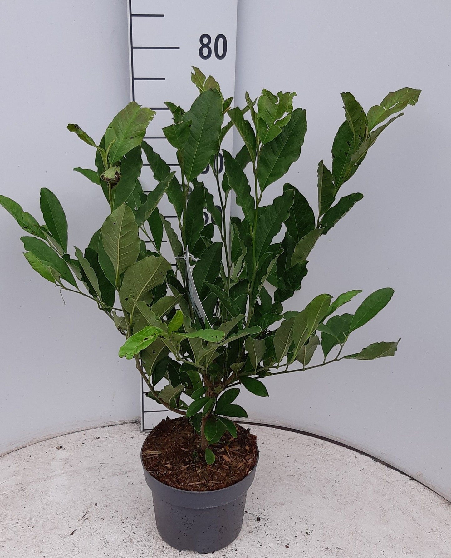 Magnolia stellata 60cm 21cm Pot