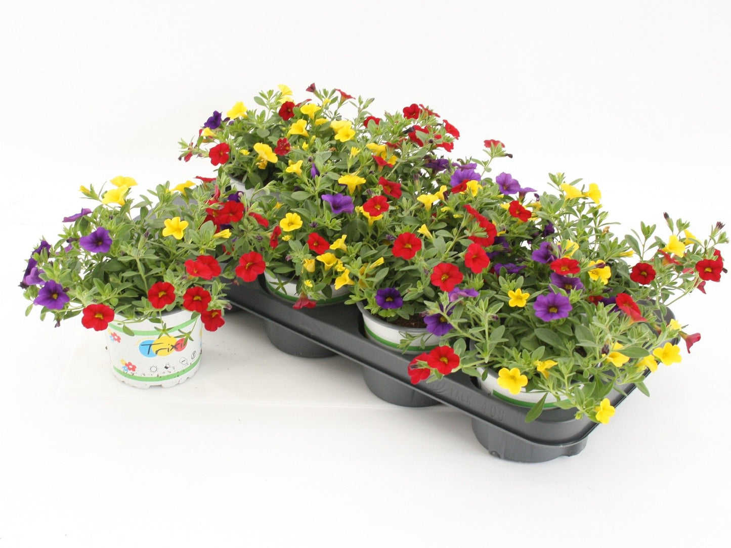 Calibrachoa Trixi Bolero 20cm 12cm Pot