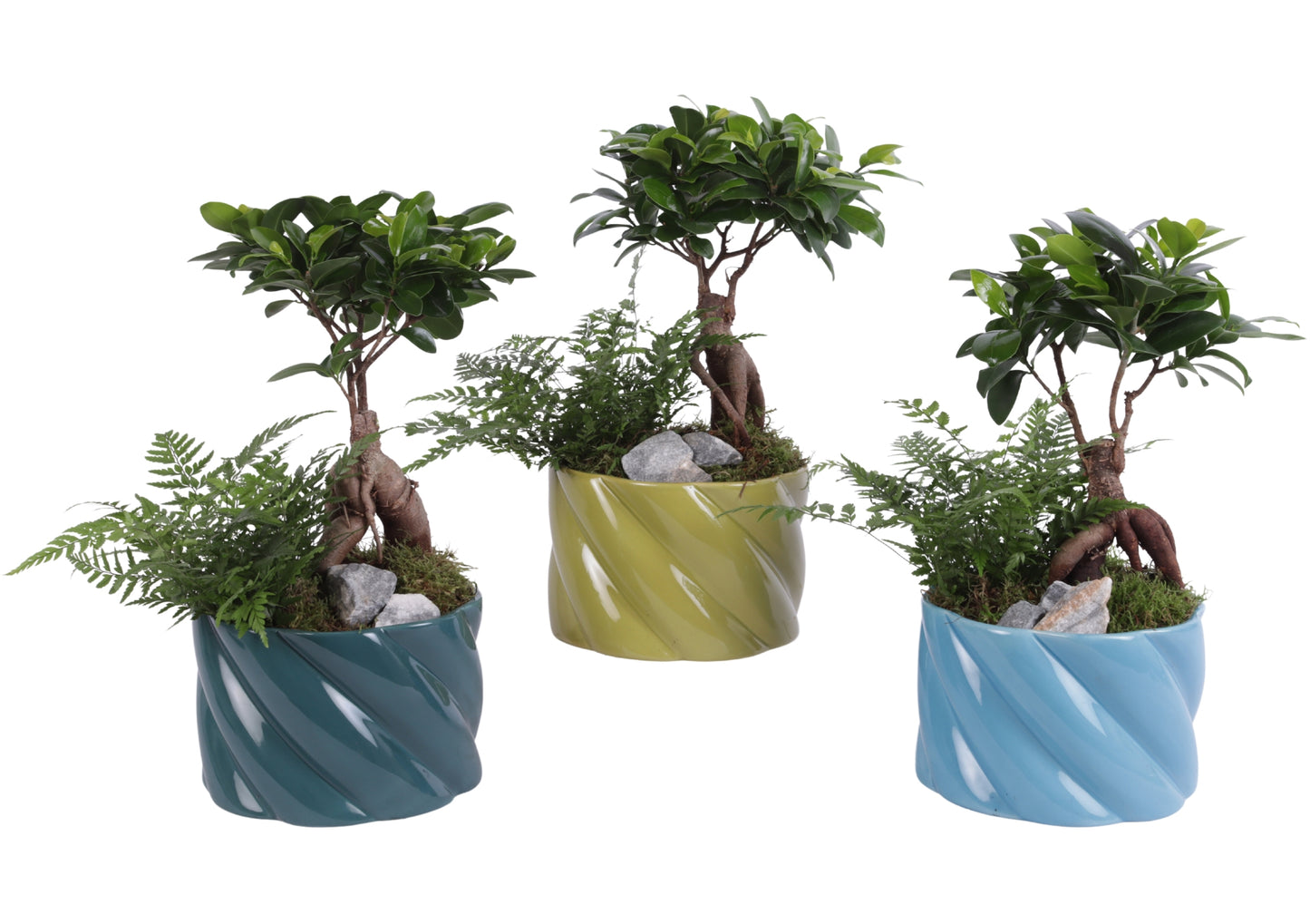 arr. Kamerplanten YR617F0674 35cm 17cm Pot