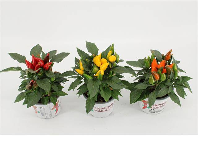 Capsicum ann. Favorit mix 25cm 10.5cm Pot