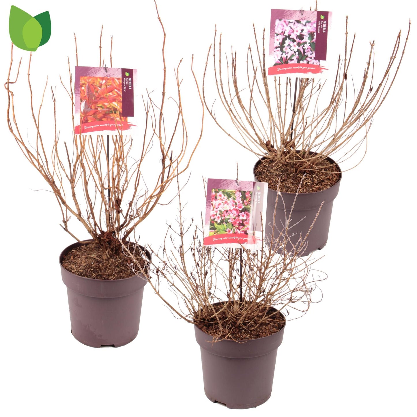 Weigela 45cm 26cm Pot