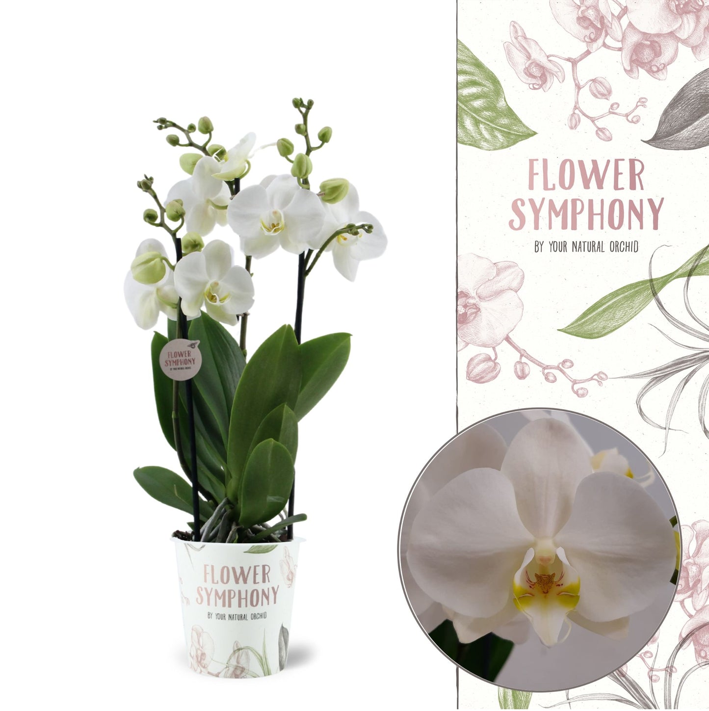 Phalaenopsis Flower Symphony Inverness 45cm 12cm Pot