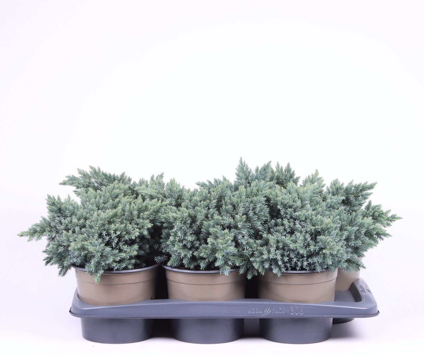 Juniperus squ. Blue Star 35cm 17cm Pot
