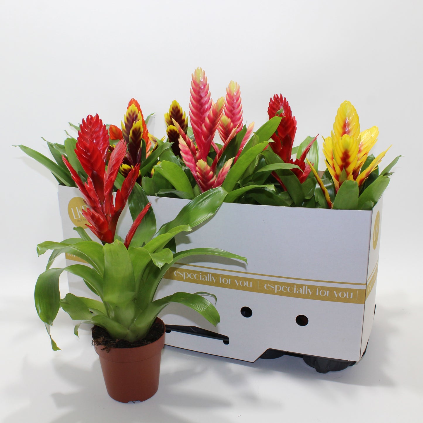 Vriesea mix 40cm 12cm Pot