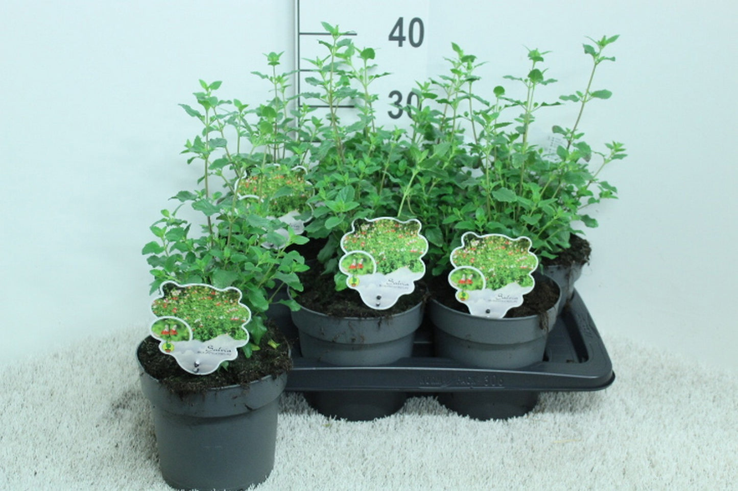 Salvia microphylla 40cm 17cm Pot