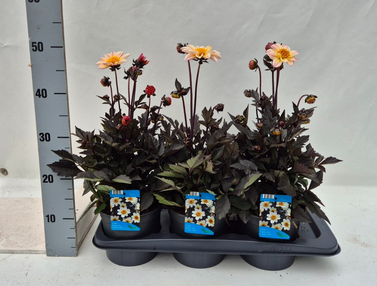 Dahlia Happy Days Creamwhite 30cm 17cm Pot
