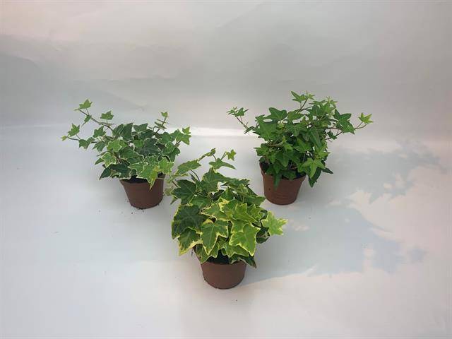 Hedera helix mix 8.5cm Pot