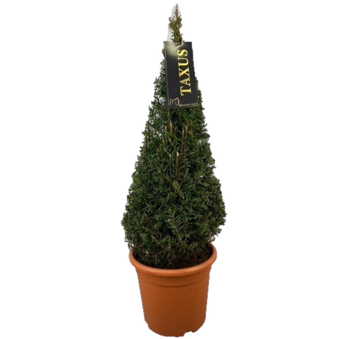 Taxus baccata 85cm 22cm Pot