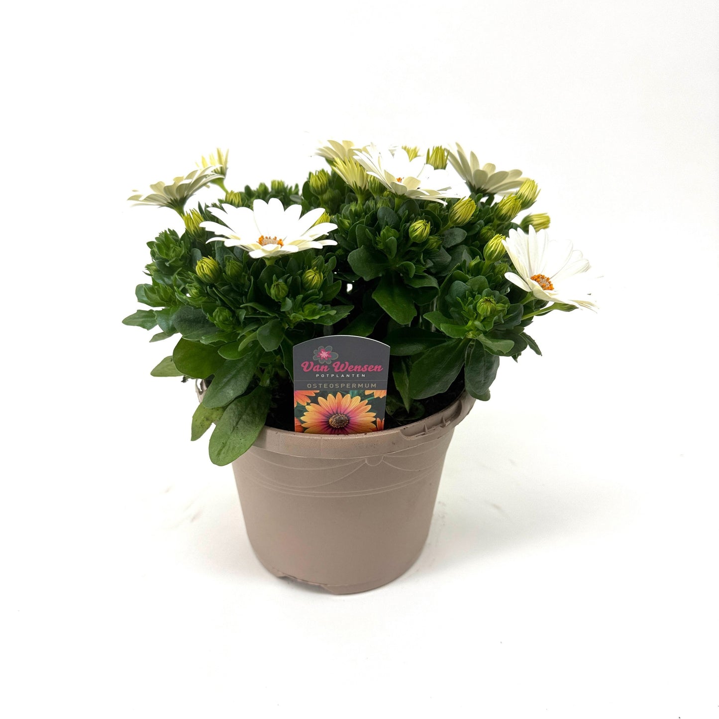 Osteospermum Margarita Cream 27cm 17cm Pot