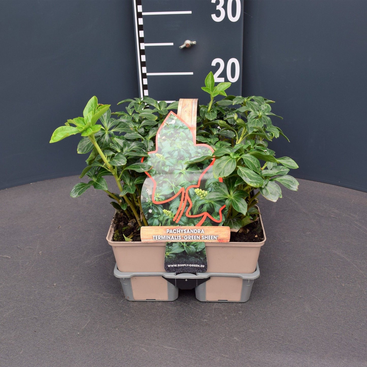 Pachysandra term. Green Sheen 6-pack 5cm 9cm Pot
