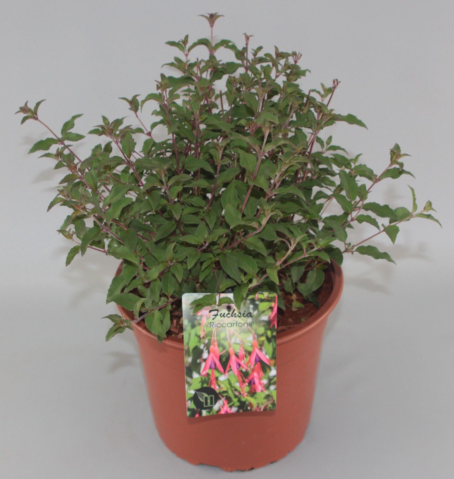 Fuchsia mag. Riccartonii 40cm 23cm Pot