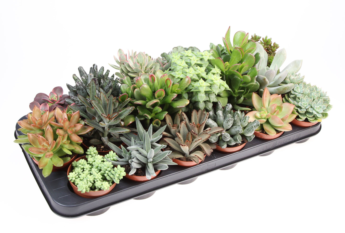Euro Cactus Holland Bv Succulent mix Pack of 18