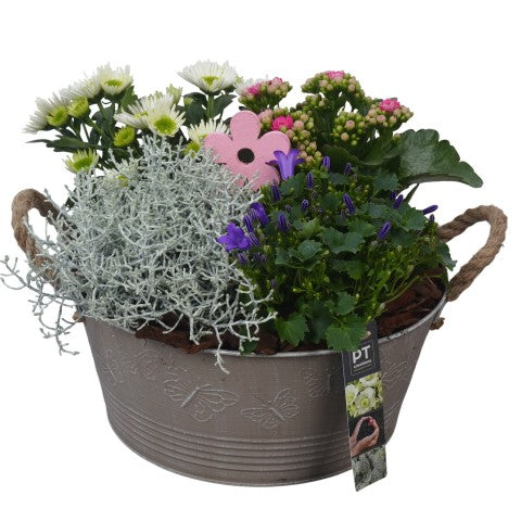 PTSO6013 Arrangementen Tuinplanten 24cm 27cm Pot
