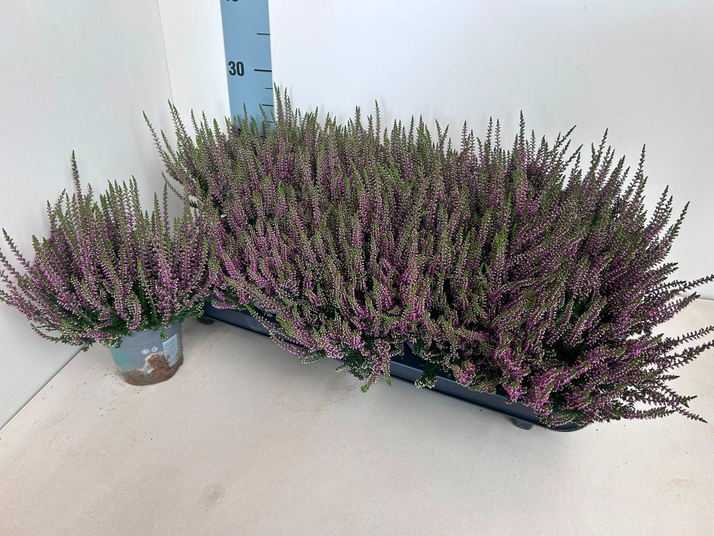 Gartenbau Janshen Gbr Calluna Beauty Ladies purple Pack of 10