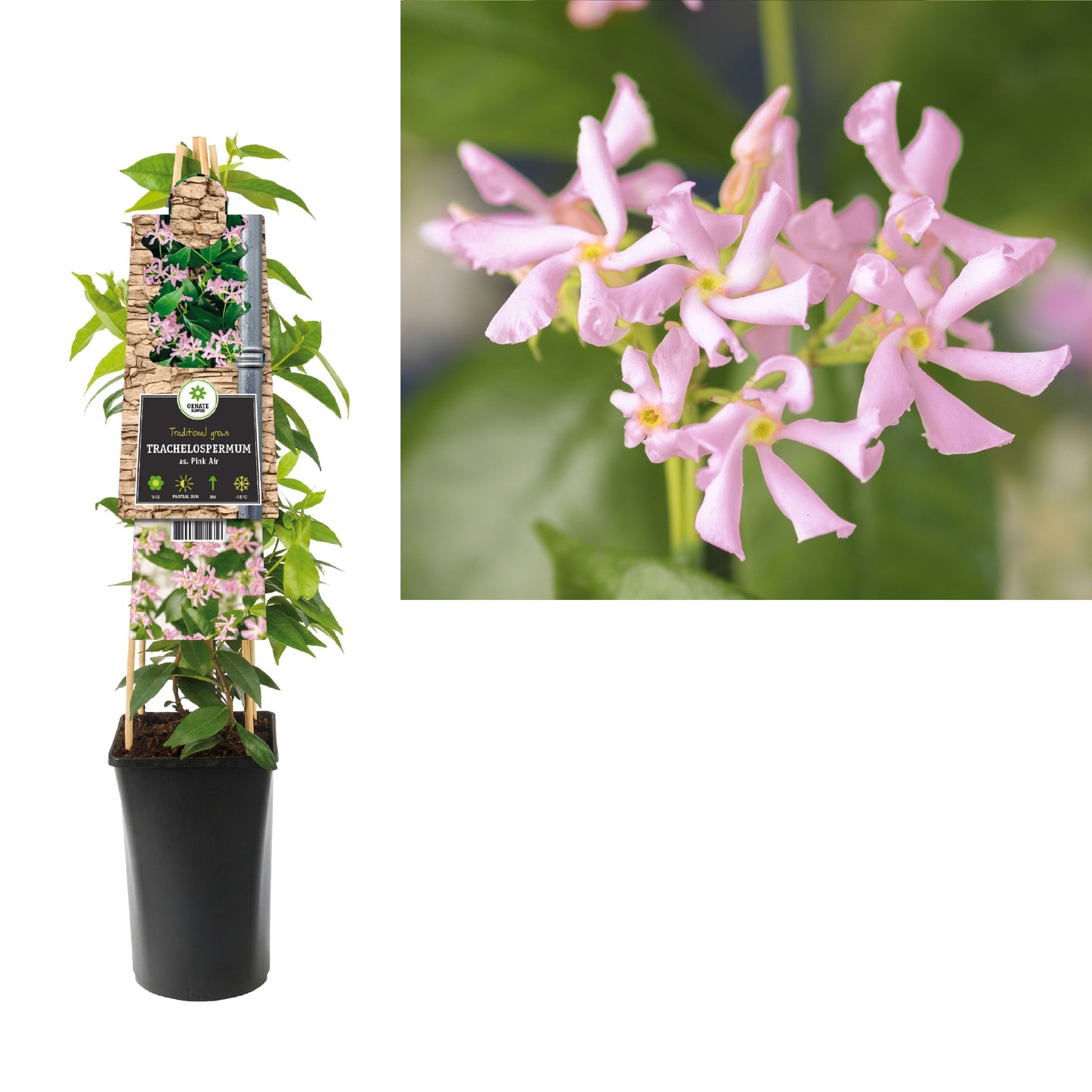 Trachelospermum Pink Air 75cm 17cm Pot