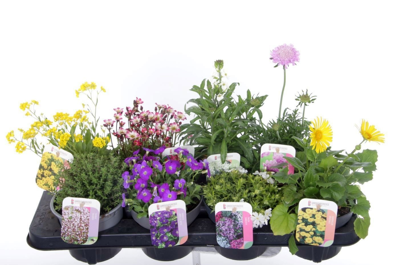 Perennial mix 45cm 13cm Pot