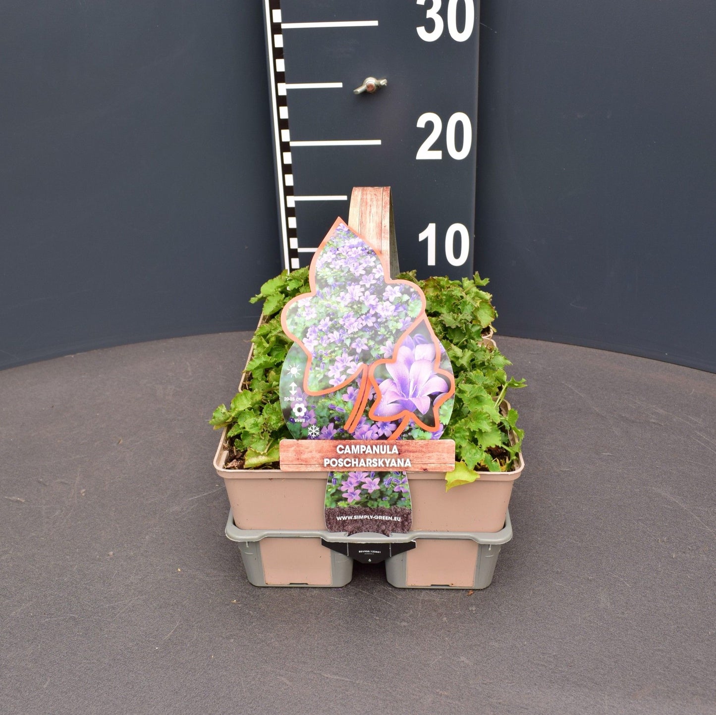 Camp. poscharskyana 6-pack 5cm 9cm Pot