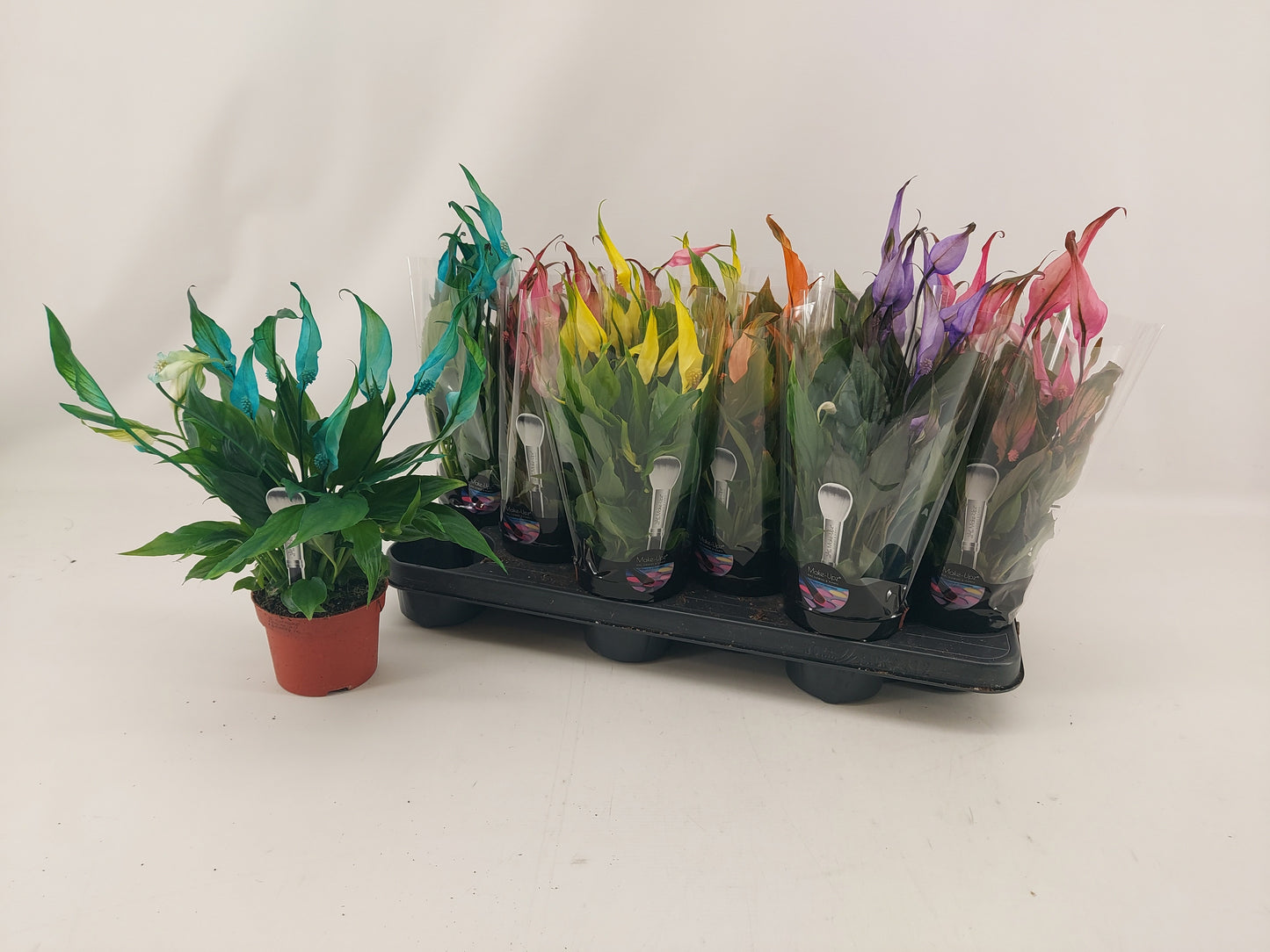 Spathiphyllum Make Upz mix 30cm 510cm Pot